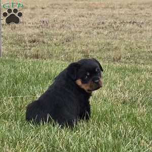 Mr Buster, Rottweiler Puppy